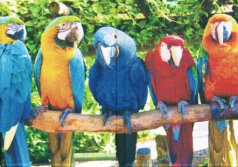 Обложка паспорт "Попугай"